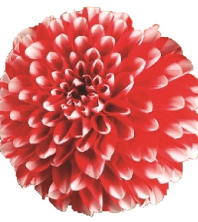 Dahlia Dalina® Grande Merida